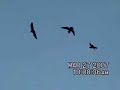 Three eagles fighting over a crow