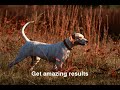 No Touch Dog Taining System No Touch Dog Taining System