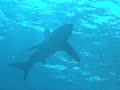 Longimanus