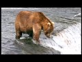 New John West Fisherman and Bear Fight New John West Fisherman and Bear Fight