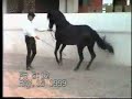 classical dressage