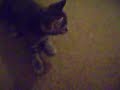 Tila and Keelah (renamed Tinkerbell now)