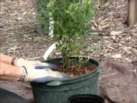 how to fertilize blueberries in pots