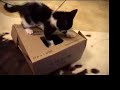 Boxing Kittens