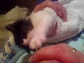 Syringe-fed Kittay Syringe-fed Kittay