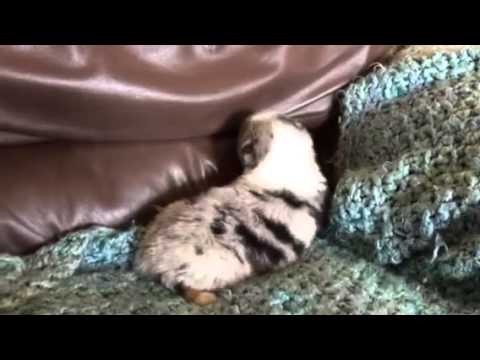 Blue Merle Male Aussie Poppy