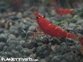 Red Goldflake Sulawesi Shrimp