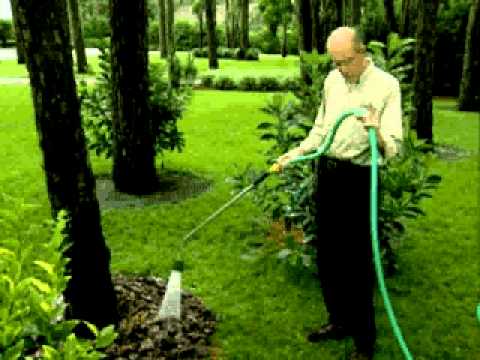 how to care for an evergreen tree