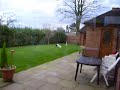 Lilly the westie tidying garden.avi