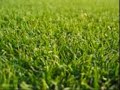 Green Leaves of Summer