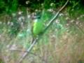 videos de CRISTO FUE Y SERA SIEMPRE NUESTRO EXTERNO SALVADOR.wmv