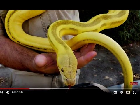 YouTube reptile video