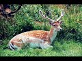 Assyrian Animal words part II Assyrian Animal words part II