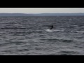 Kiteboarding and - 'no'SpeedRiding' - at Alki Beach Seattle