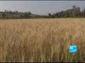 L'insoutenable dette des paysans indiens-France24