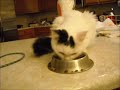 Click here to watch this video Little Bitty Pretty Kitty