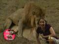 Humping Lions
