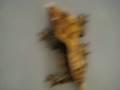 videos de Ciliatus pair pinstriped & creamsicle