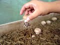 button mushrooms
