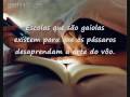 Clipe homenagem á educação infantil- textos de Rubem Alves