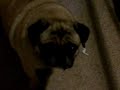 Talking pug