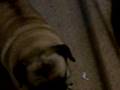 Pug video