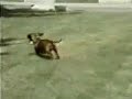 Rusty The Narcoleptic Weiner Dog