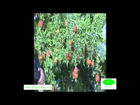 how to fertilize pomegranate