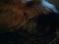 12 Hour Old Cavy Babies Exploring 12 Hour Old Cavy Babies Exploring