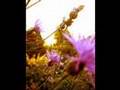 submitted by waynesborowebmaster on Wed May 6 2009 at 10:53pm