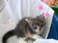 �����ƥ��å���ե������ by IZUMI PETS&CARE�ʴ���Υڥåȥ���åס�:YouTube������=16��