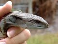 Blue-tongue lizard Blue-tongue lizard