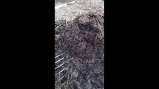 Steamy Compost Pile's Got Some Energy!