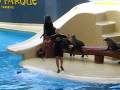 videos de Robbenshow im Loropark (HQ)