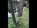 Screaming Sandhill Cranes