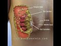 Göğüs Estetiği, Büyütme + Dikleştirme Ameliyatı Videosu, Op. Dr. Nazmi Bayçın