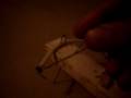 mini crossbow or ballista