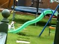 Gatos y perros divertidos!