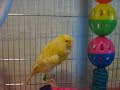 CANARY FRISE ( FRILL CANARY) AND COMMON CANARY SINGING CANARY FRISE ( FRILL CANARY) AND COMMON CANARY SINGING