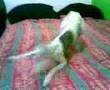 clip video Sim�o Lola