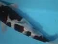 Tategoi-koi stock 200058