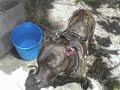 apbt yango