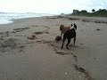 Dior on beach