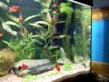 Um video do meu aquario, ta em progresso ainda, as plantas tem que se desenvolver mais. Eu estou bem satisfeito com a evoluçao do aquario, ele tem 1 mes e 20 dias. 