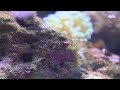 Canon T1i 500D HD test 2