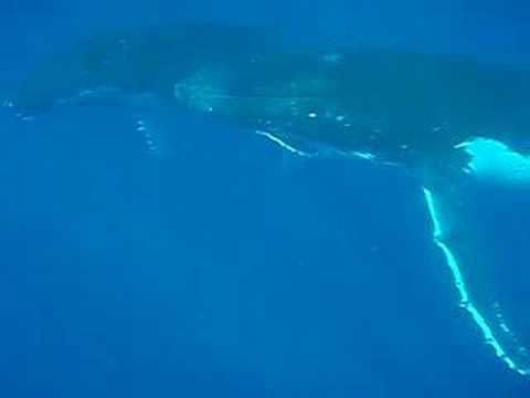 Underwater video of humpback whales ...