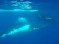 Travel Photo: Snorkling Humpback whales