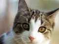 Help feral cats-how does it feel?