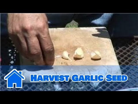 how to harvest garlic seeds