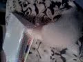 El Murru quiere abrir el binder jajaja El Murru quiere abrir el binder jajaja